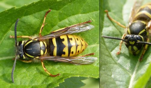 Réf. 195 321 : Vespula vulgaris